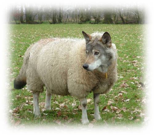 Wolf in Disguise