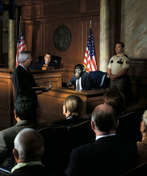 Image Credit: The Greanville Post, http://www.greanvillepost.com/2014/04/29/his-day-in-court-a-chimpanzee-makes-legal-history/