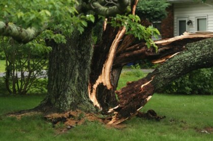 tree-trunk-with-damage_med