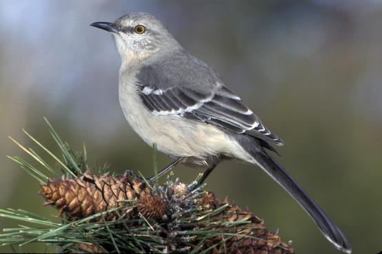 NorthernMockingbird-atop-pine.JimWedge-Audubon
